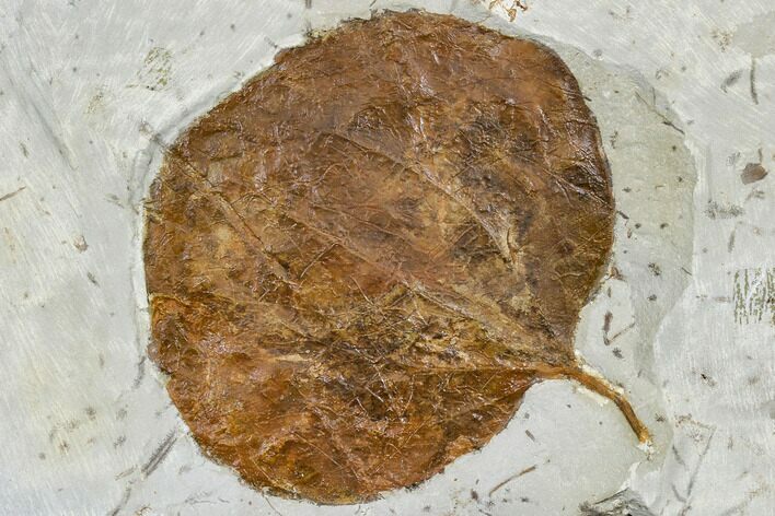 Fossil Leaf (Zizyphoides) - Montana #113263